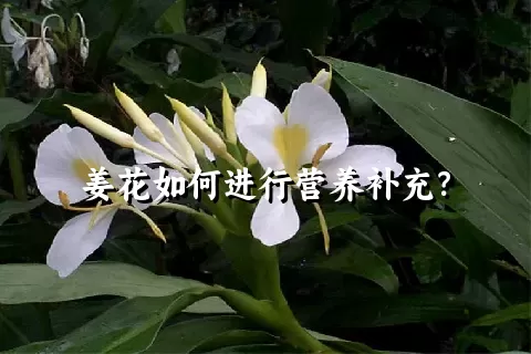 姜花如何进行营养补充？