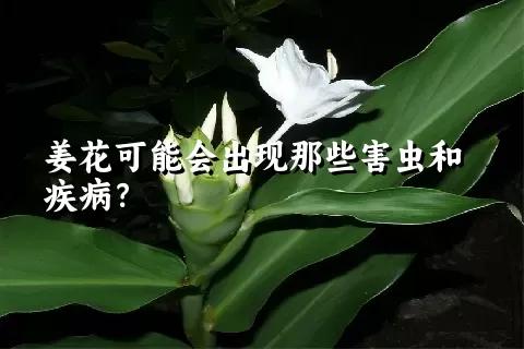 姜花可能会出现那些害虫和疾病？