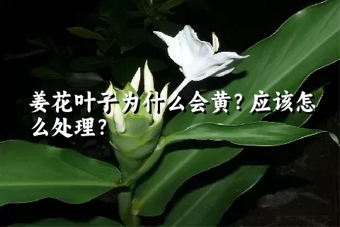 姜花叶子为什么会黄？应该怎么处理？