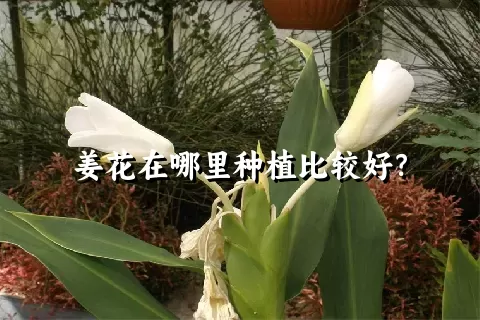 姜花在哪里种植比较好？