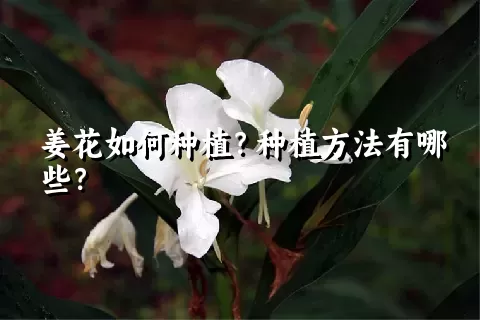 姜花如何种植？种植方法有哪些？