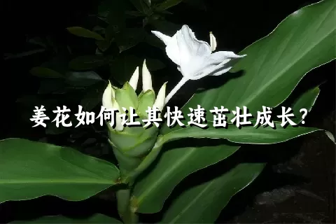 姜花如何让其快速茁壮成长？