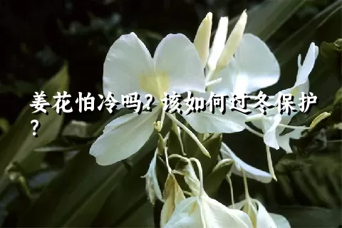 姜花怕冷吗？该如何过冬保护？