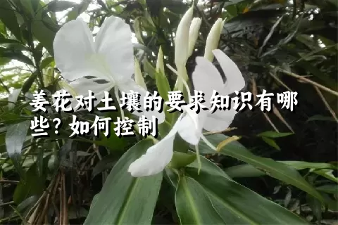 姜花对土壤的要求知识有哪些？如何控制