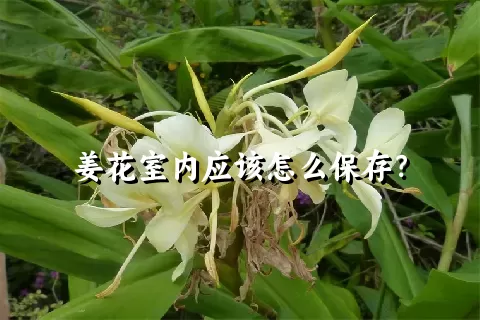 姜花室内应该怎么保存？