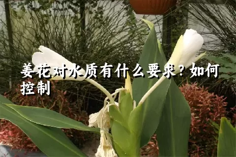 姜花对水质有什么要求？如何控制