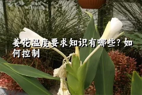 姜花温度要求知识有哪些？如何控制