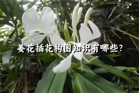 姜花插花构图知识有哪些？