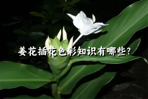 姜花插花色彩知识有哪些？