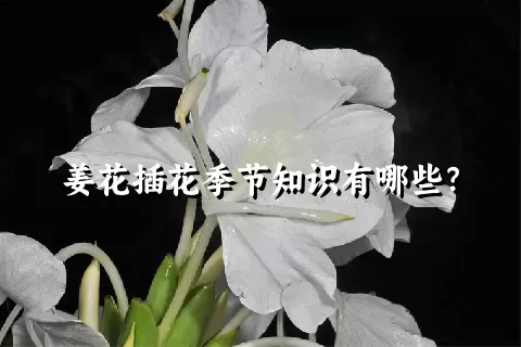 姜花插花季节知识有哪些？