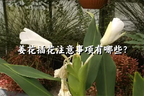 姜花插花注意事项有哪些？