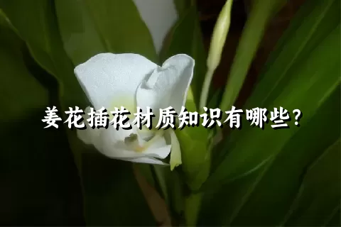 姜花插花材质知识有哪些？