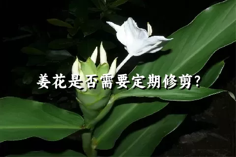 姜花是否需要定期修剪？