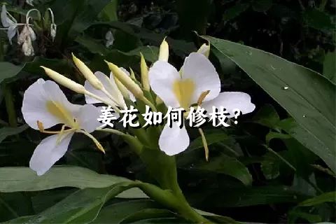 姜花如何修枝？