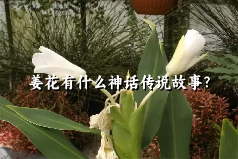 姜花有什么神话传说故事？