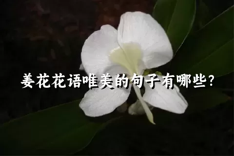 姜花花语唯美的句子有哪些？