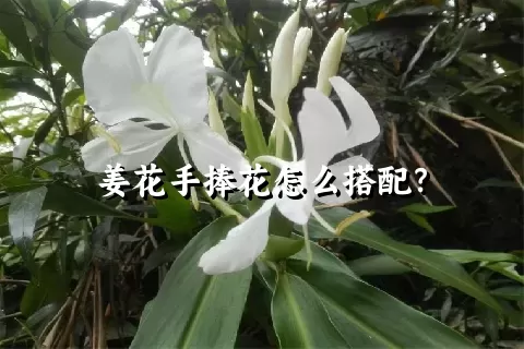 姜花手捧花怎么搭配？