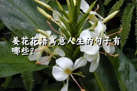 姜花花语寓意人生的句子有哪些？