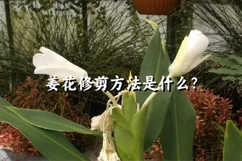 姜花修剪方法是什么？