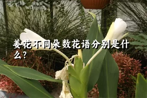 姜花不同朵数花语分别是什么？