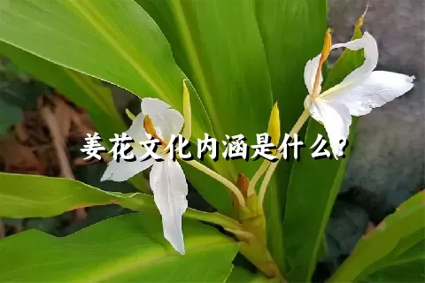 姜花文化内涵是什么？