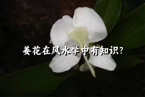 姜花在风水学中有知识？