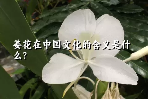 姜花在中国文化的含义是什么？