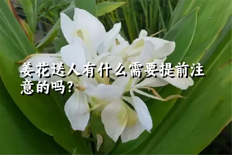 姜花送人有什么需要提前注意的吗？