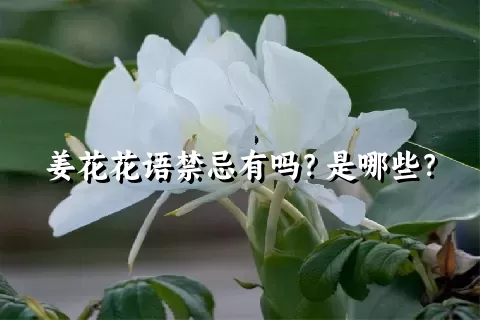 姜花花语禁忌有吗？是哪些？