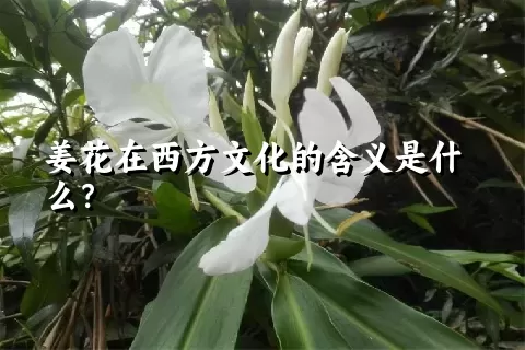 姜花在西方文化的含义是什么？