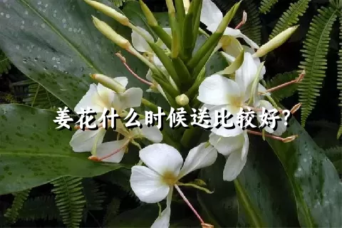 姜花什么时候送比较好？