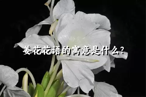 姜花花语的寓意是什么？