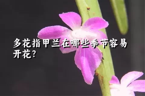 多花指甲兰在哪些季节容易开花？