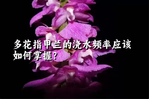 多花指甲兰的浇水频率应该如何掌握？