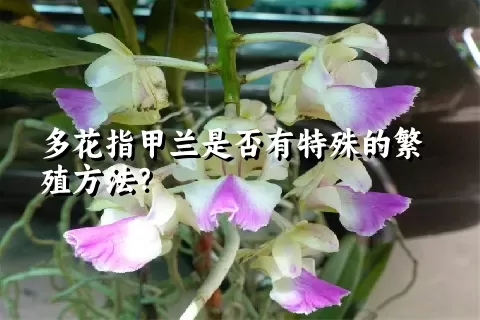 多花指甲兰是否有特殊的繁殖方法？