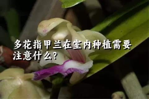 多花指甲兰在室内种植需要注意什么？