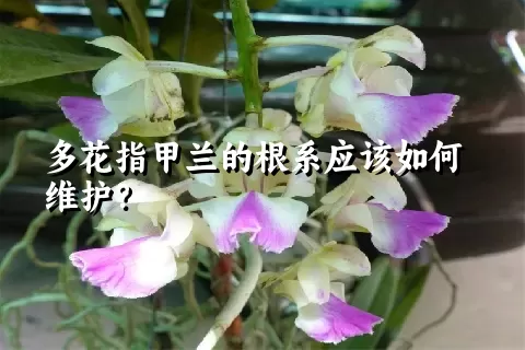 多花指甲兰的根系应该如何维护？