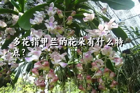 多花指甲兰的花朵有什么特点？