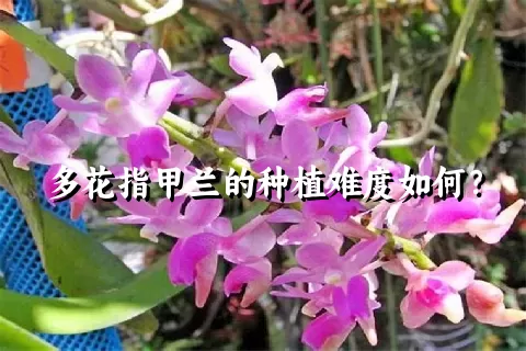 多花指甲兰的种植难度如何？