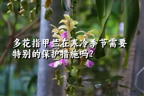 多花指甲兰在寒冷季节需要特别的保护措施吗？