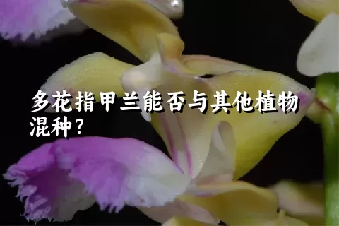 多花指甲兰能否与其他植物混种？