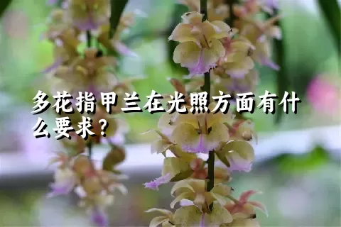 多花指甲兰在光照方面有什么要求？