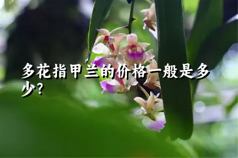 多花指甲兰的价格一般是多少？