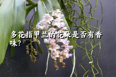 多花指甲兰的花朵是否有香味？