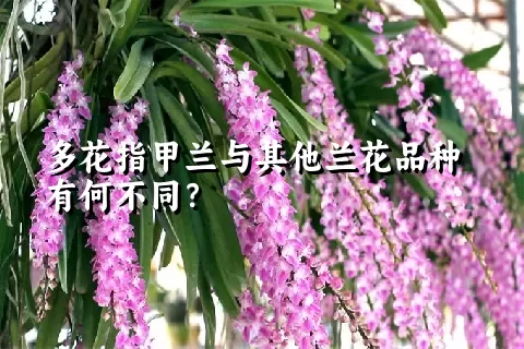 多花指甲兰与其他兰花品种有何不同？