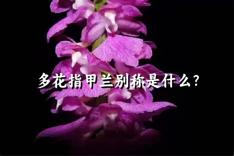 多花指甲兰别称是什么？