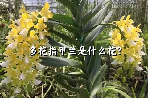 多花指甲兰是什么花？