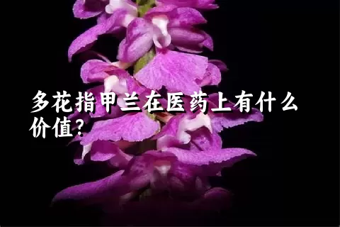 多花指甲兰在医药上有什么价值？