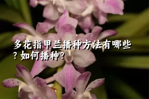 多花指甲兰播种方法有哪些？如何播种？