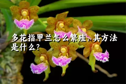 多花指甲兰怎么繁殖，其方法是什么？